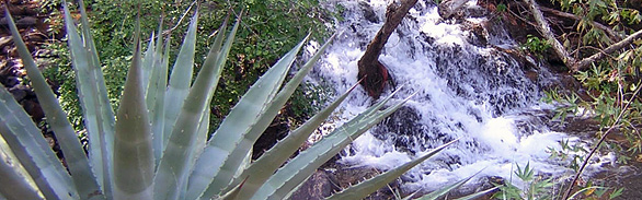 Fossil Creek